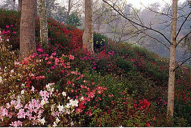 《红白 蕾斯莱莉娅娜的炼金工房》新预告 美女帅哥战怪物
